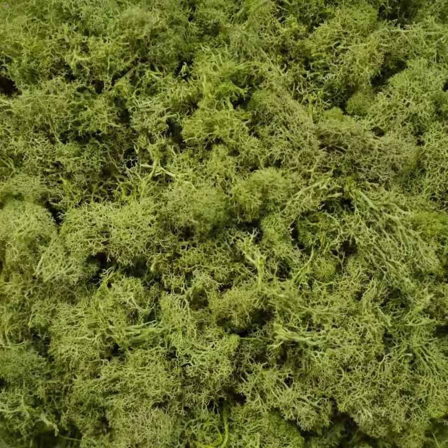 Artificial Green Plants Eternal Life Moss DIY Crafts Grass G